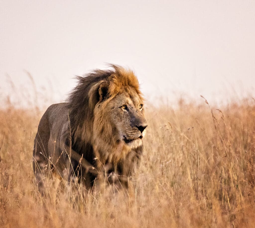 Young boy survives ‘lion-infested’ African game park after reported missing